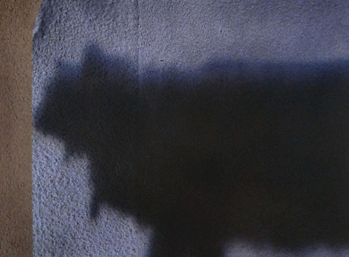 Shadow of a cat on the wall
