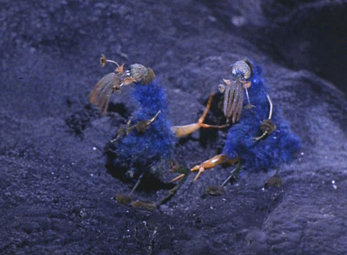 Korob and Sylvia as two tiny, blue aliens